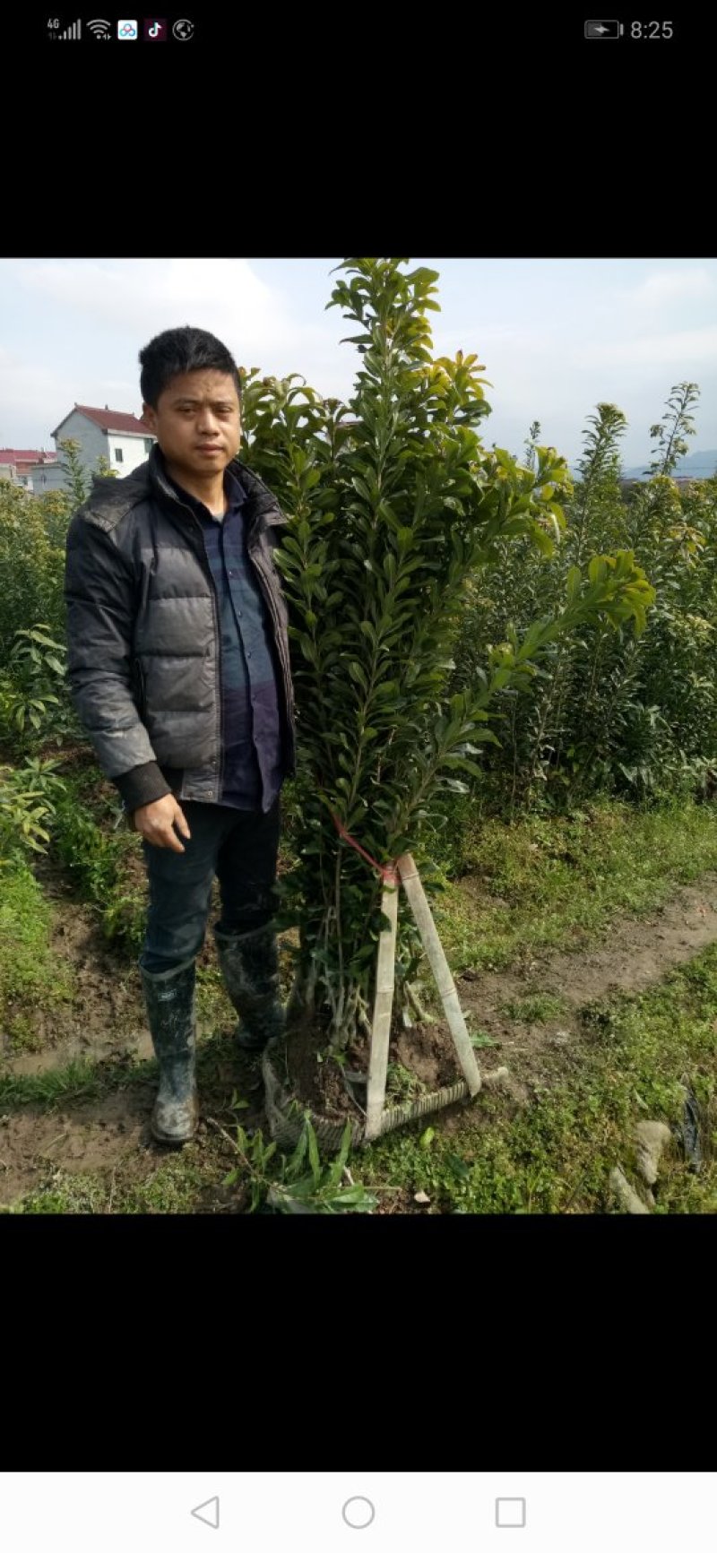 黑炭杨梅苗嫁接杨梅一年苗荸荠种