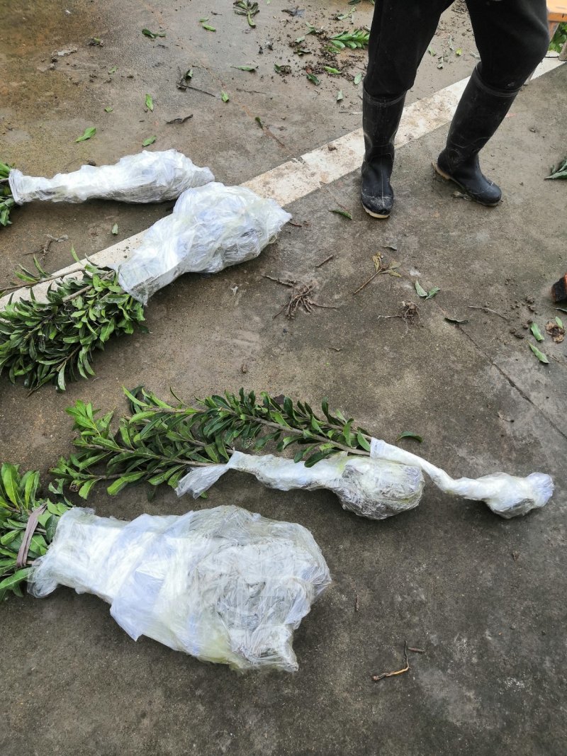 黑炭杨梅苗嫁接杨梅一年苗荸荠种