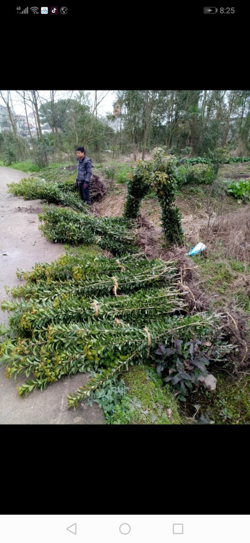 黑炭杨梅苗嫁接杨梅一年苗荸荠种