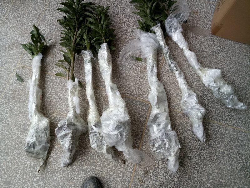 黑炭杨梅苗嫁接杨梅一年苗荸荠种