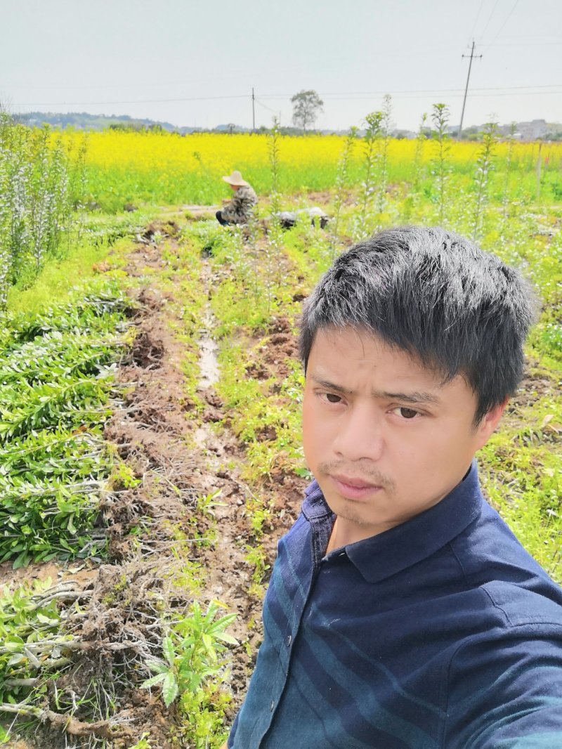 黑炭杨梅苗嫁接杨梅一年苗荸荠种