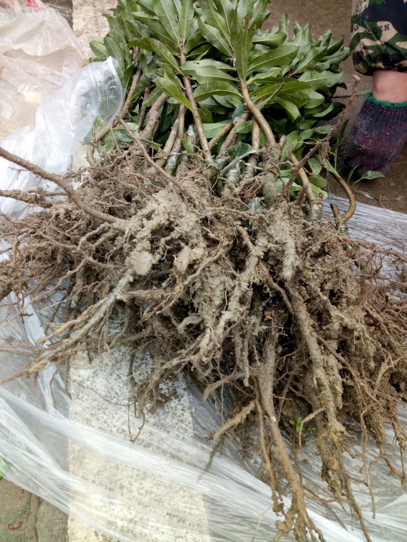 黑炭杨梅苗嫁接杨梅一年苗荸荠种