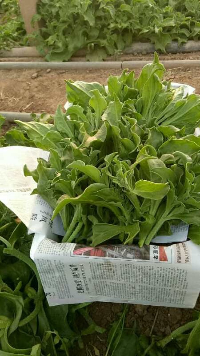 非洲冰草，日本冰草，接常年稳定客户基地直供，新鲜保证