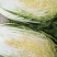 泸西大白菜高山大白菜🥬便宜了、需要联系