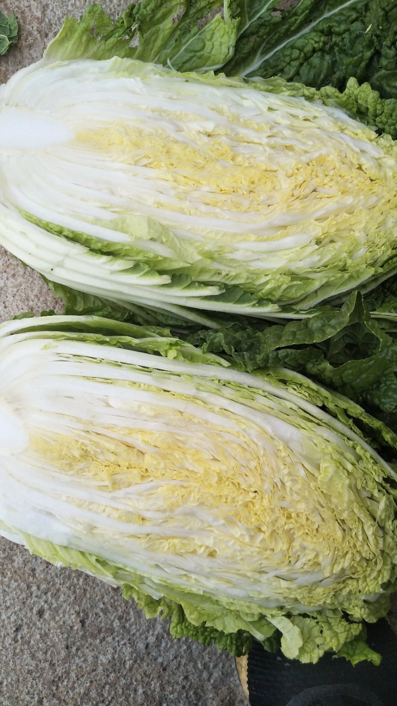 泸西大白菜高山大白菜🥬便宜了、需要联系