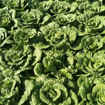 泸西大白菜高山大白菜🥬便宜了、需要联系