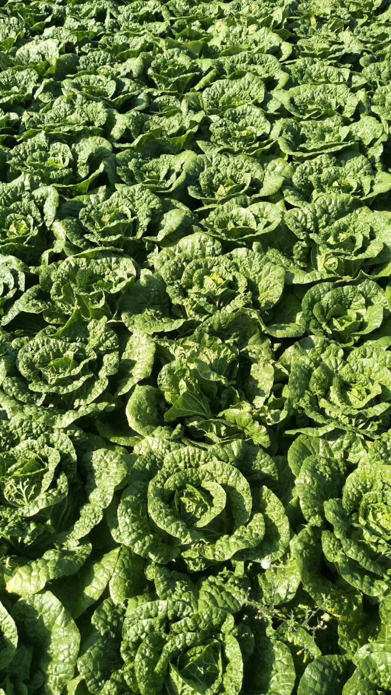 泸西大白菜高山大白菜🥬便宜了、需要联系