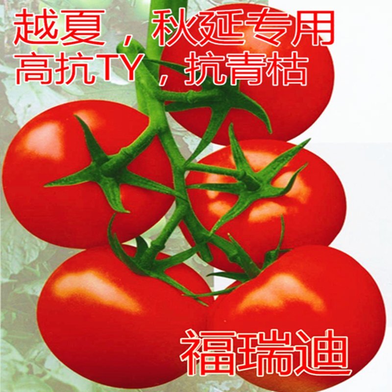 大红西红柿种子大果硬度好西红柿种子