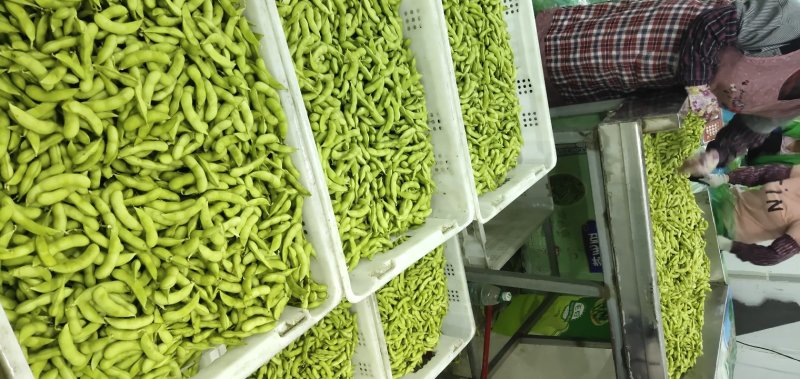 精品毛豆，产地代办，基地直供，大量从优！