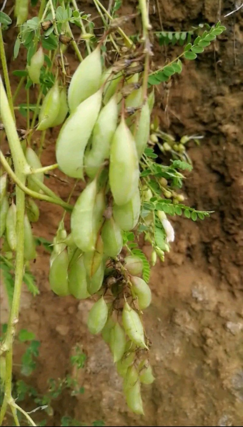 黄芪种子（铁芪）棉芪）保证发芽率！有大货您不来问问怎么知