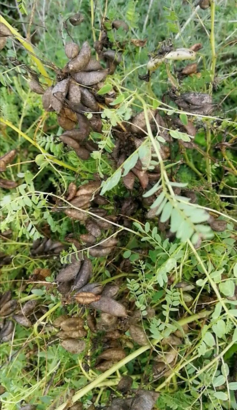 黄芪种子（铁芪）棉芪）保证发芽率！有大货您不来问问怎么知