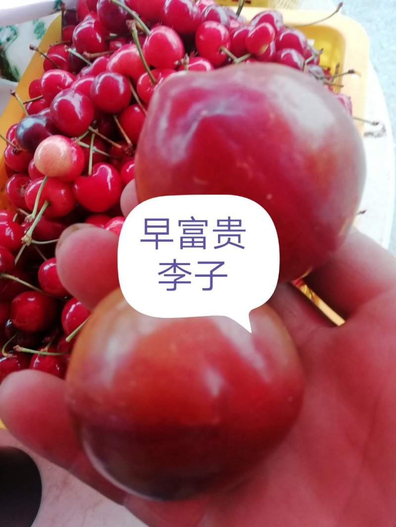 早富贵（产地直销质量好，货量大，口感好耐运输）