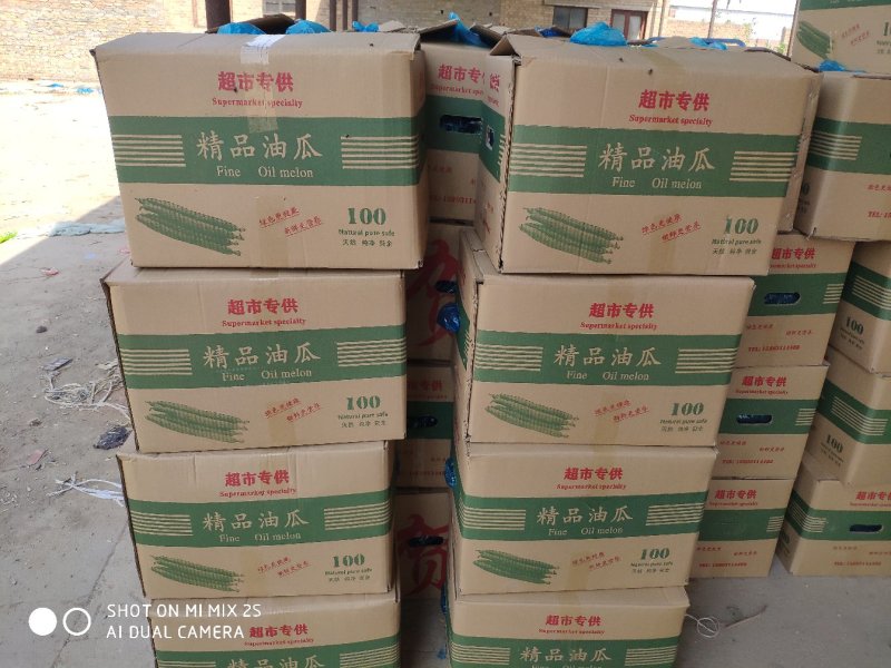 密刺亮条油瓜产地直发