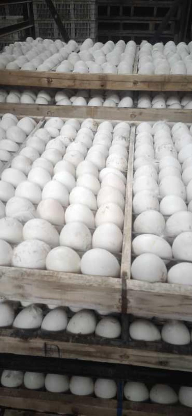 长期出售鲜鸭蛋、种蛋、出壳一点花鸭苗、大麻鸭苗及各种鸭苗