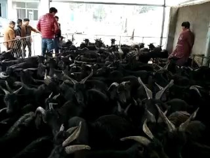 广东大浦纯种努比亚黑山羊360元一只包成活包技术包回收