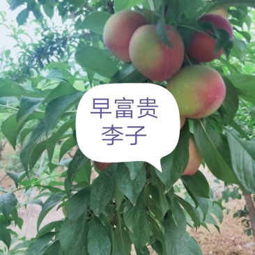 早富贵（产地直销质量好，货量大，口感好耐运输）