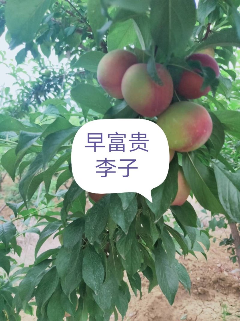 早富贵（产地直销质量好，货量大，口感好耐运输）