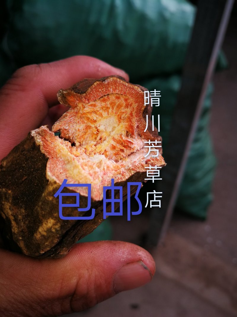甘肃马蹄大黄，产地直供，大量现货，过药检，全国包邮。