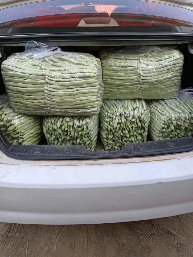 豆角精品白芸豆角大量上市产地直销质量保证全国发货