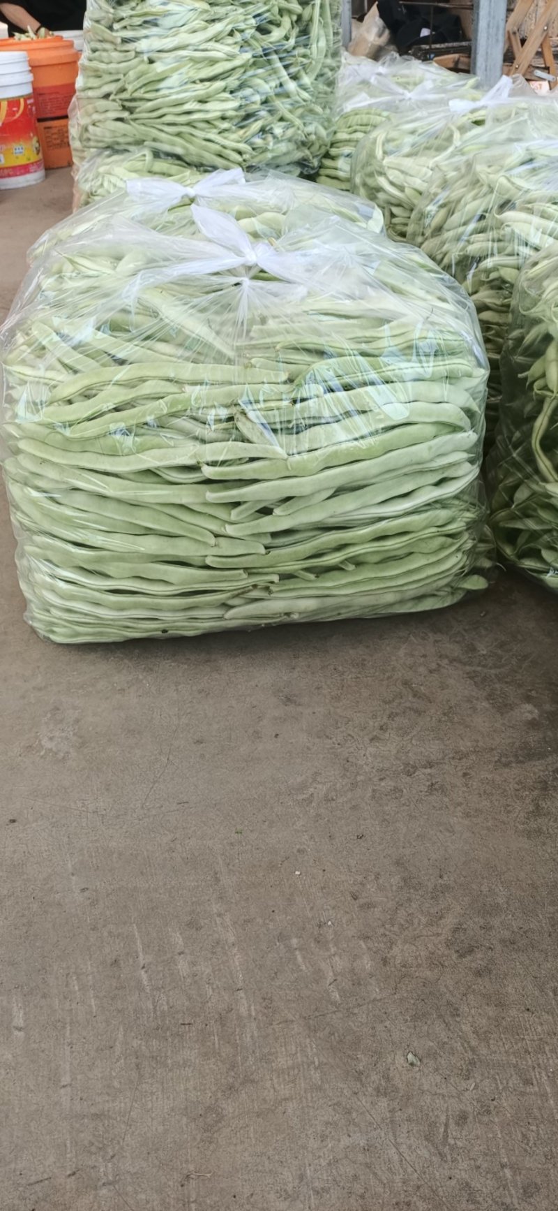 豆角精品白芸豆角大量上市产地直销质量保证全国发货