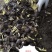 换景花（换锦花）种球不带叶，不带泥，实数，人工清点
