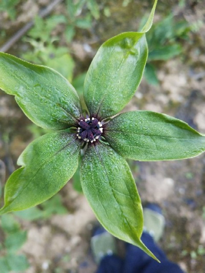 华重楼苗野生重楼盆栽七叶一枝花苗多年生药材庭院阳台绿植花