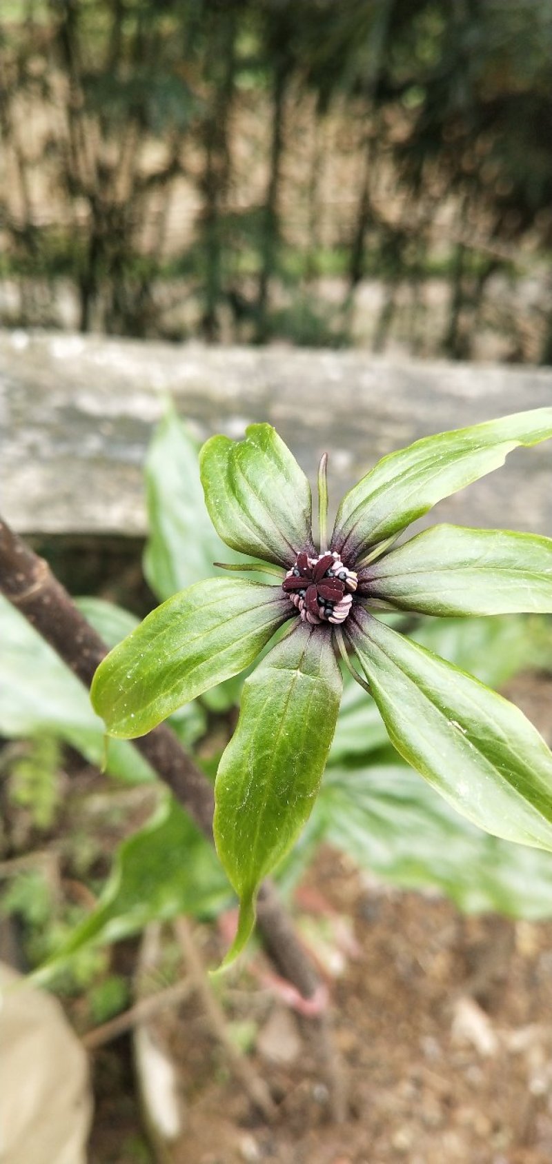 华重楼苗野生重楼盆栽七叶一枝花苗多年生药材庭院阳台绿植花