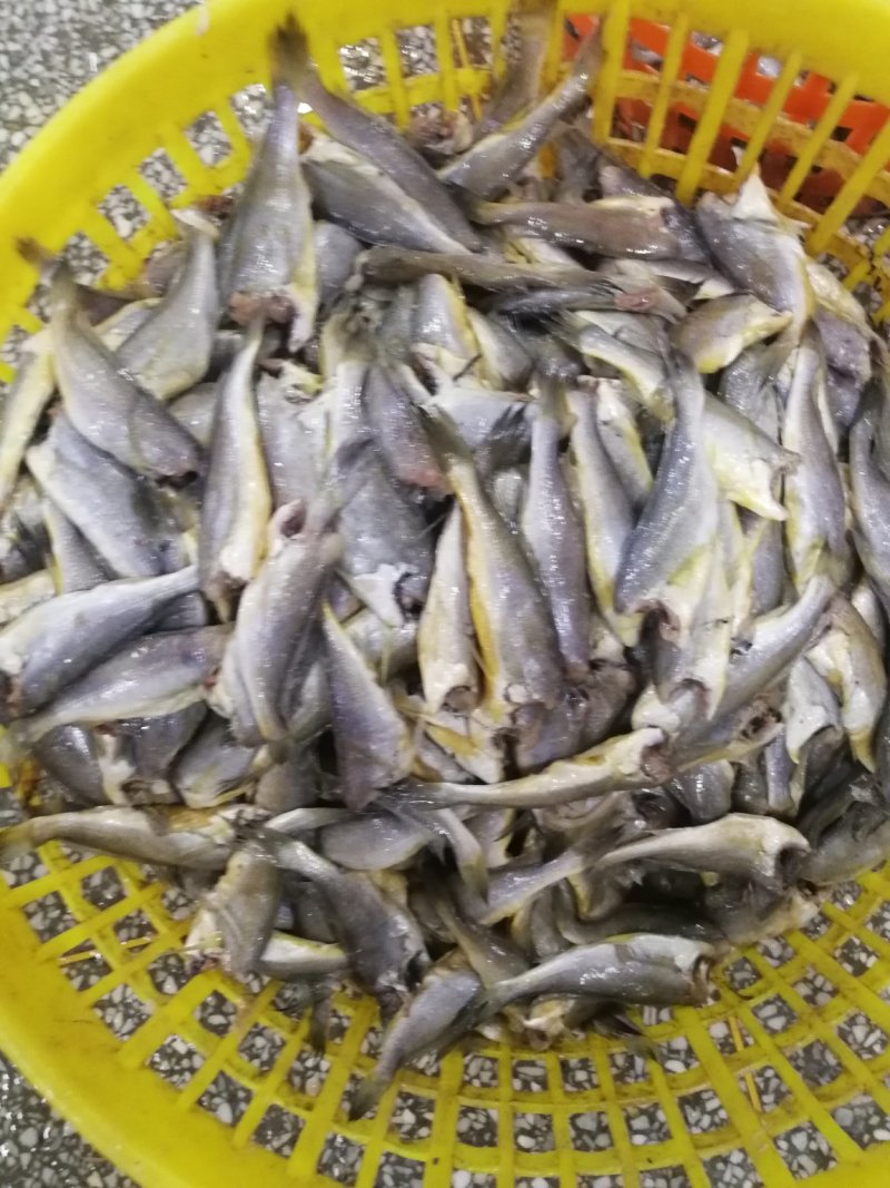 黄花鱼去头小黄花鱼黄花鱼原料小黄鱼长年加工