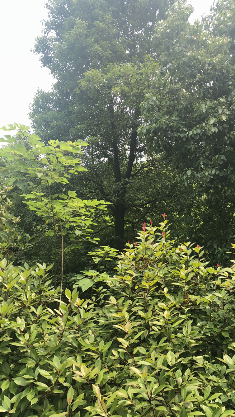 18到22的香樟大量出售，25到40还有量，需要的联系