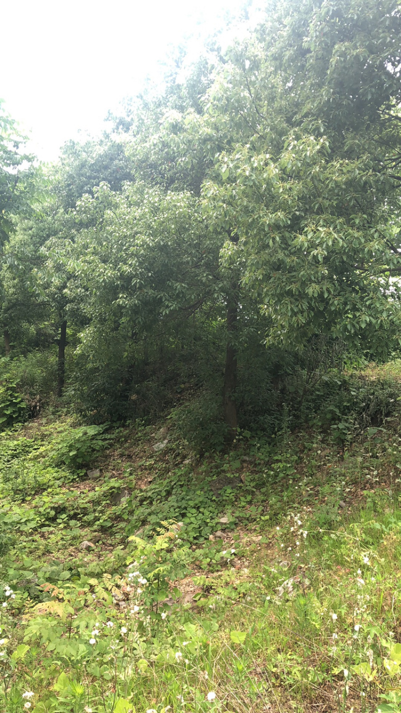 18到22的香樟大量出售，25到40还有量，需要的联系