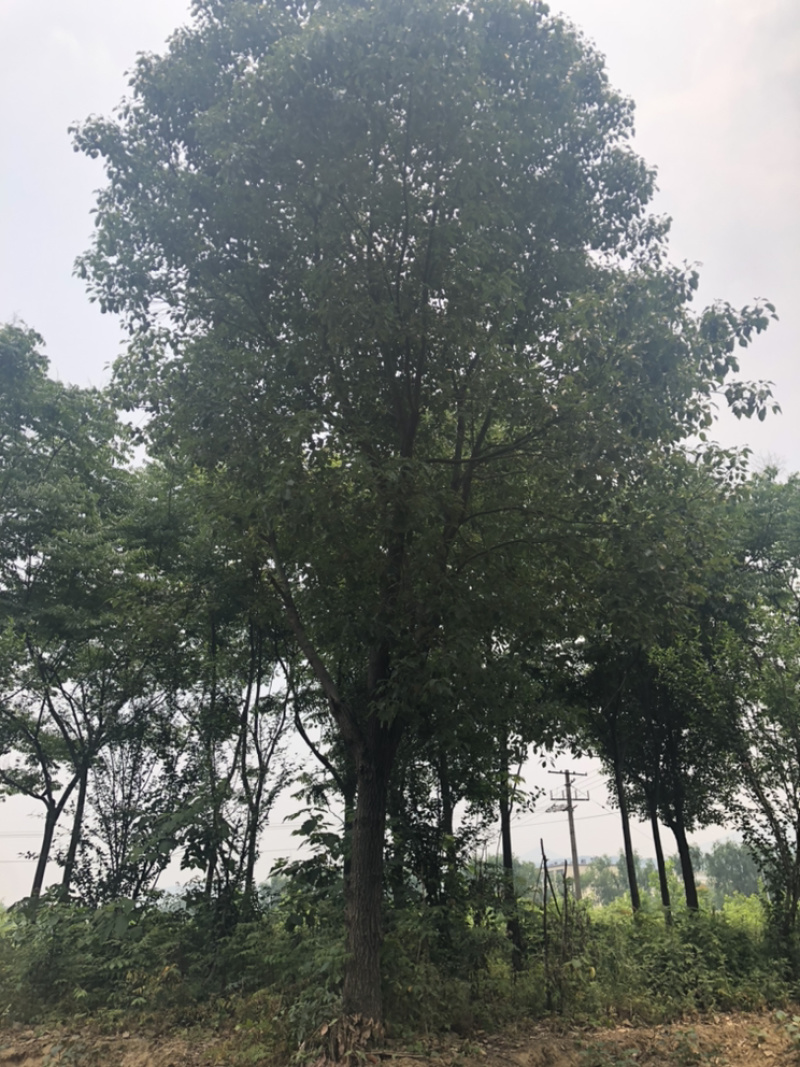 18到22的香樟大量出售，25到40还有量，需要的联系