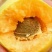 金太阳杏商品果，加工厂量大质优，田间现摘现发，一件代发