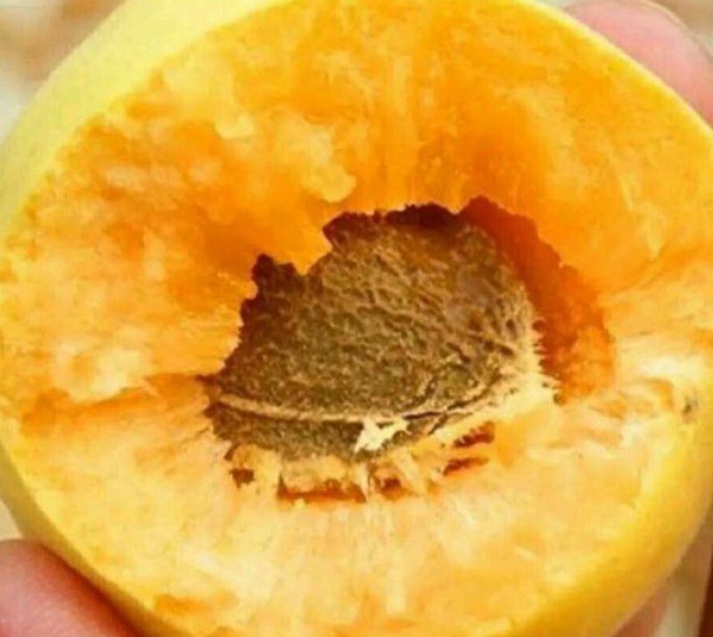 金太阳杏商品果，加工厂量大质优，田间现摘现发，一件代发