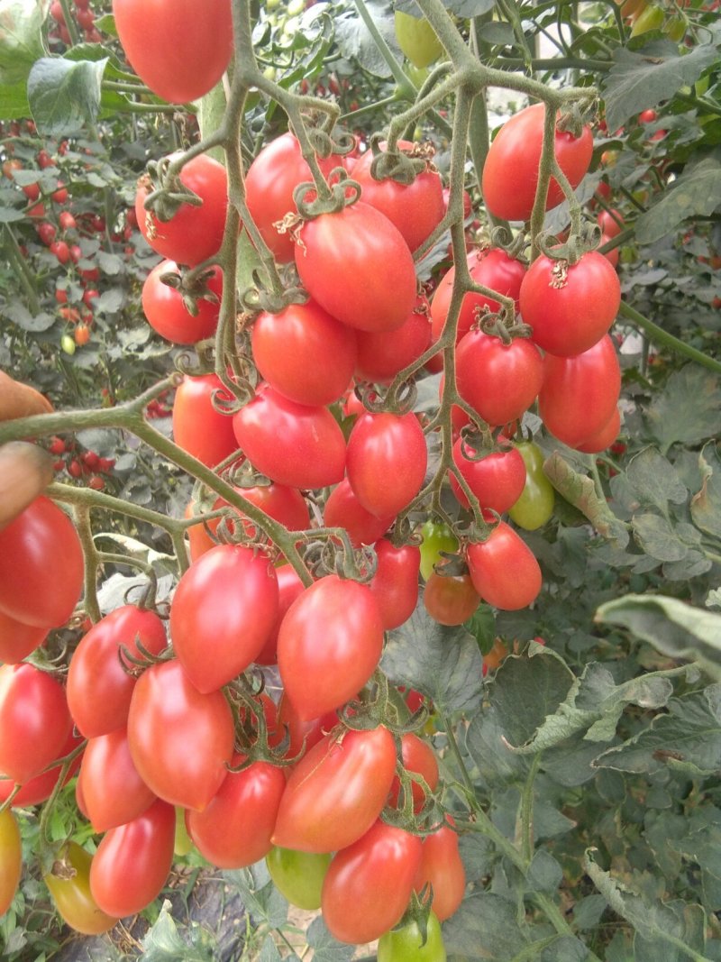 千禧玲珑小番茄红黄青颜色都有不常看一亩田直接电联