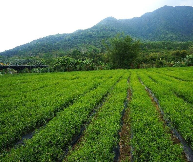 正宗马来忧遁草优顿草优盾草鳄嘴花黎王草苗。
