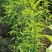 正宗马来忧遁草优顿草优盾草鳄嘴花黎王草苗。