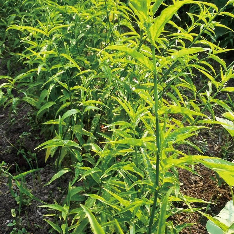 正宗马来忧遁草优顿草优盾草鳄嘴花黎王草苗。