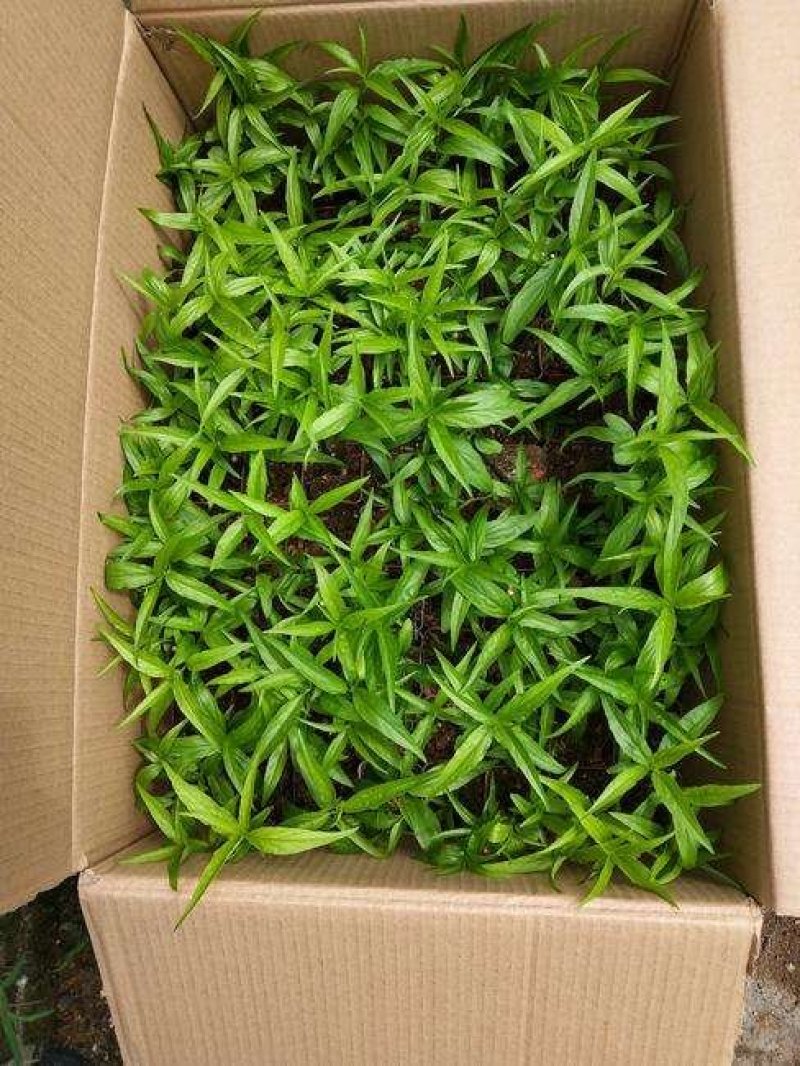正宗马来忧遁草优顿草优盾草鳄嘴花黎王草苗。