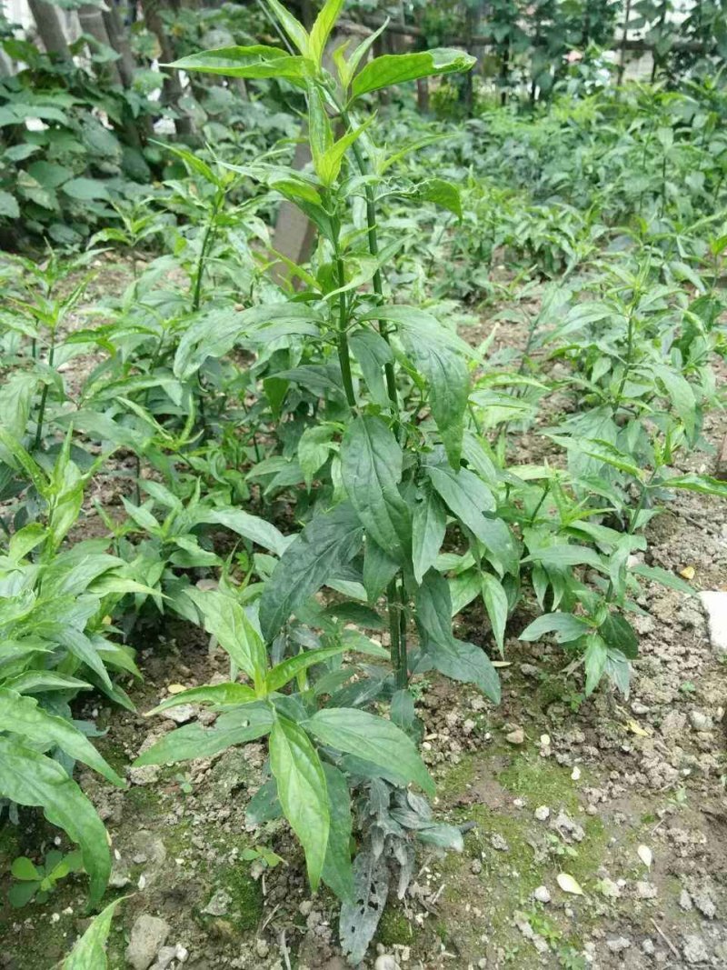 正宗马来忧遁草优顿草优盾草鳄嘴花黎王草苗。