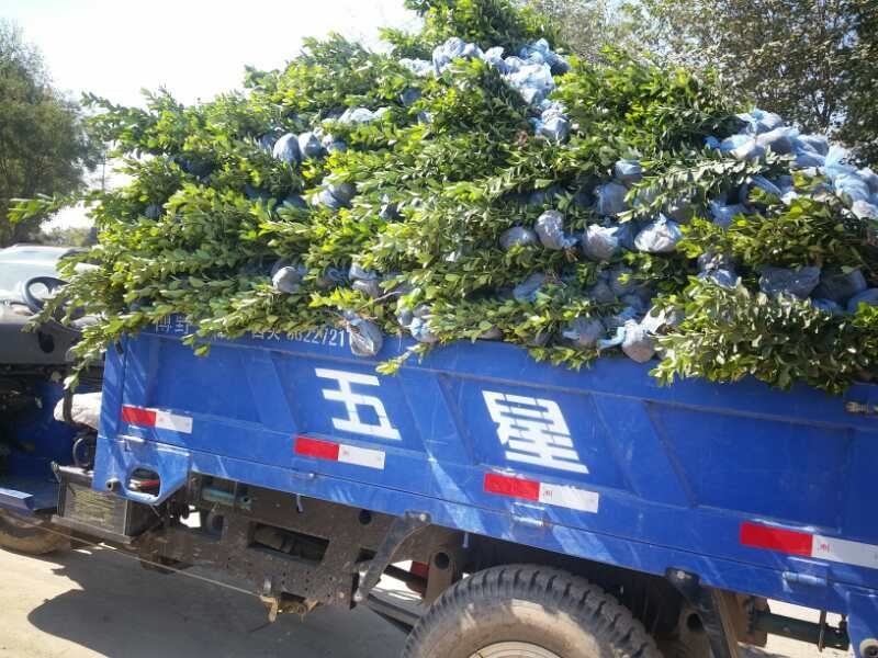 河北保定大叶黄杨大量，基地现货！不择土壤，成活率高！