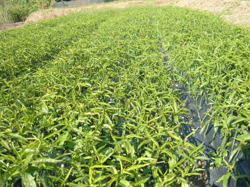 正宗马来忧遁草优顿草优盾草鳄嘴花黎王草苗。