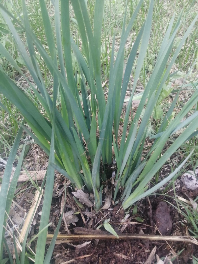 马莲花马蘭杯苗3--5芽产地现挖