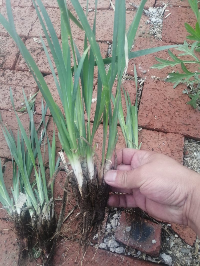 马莲花马蘭杯苗3--5芽产地现挖