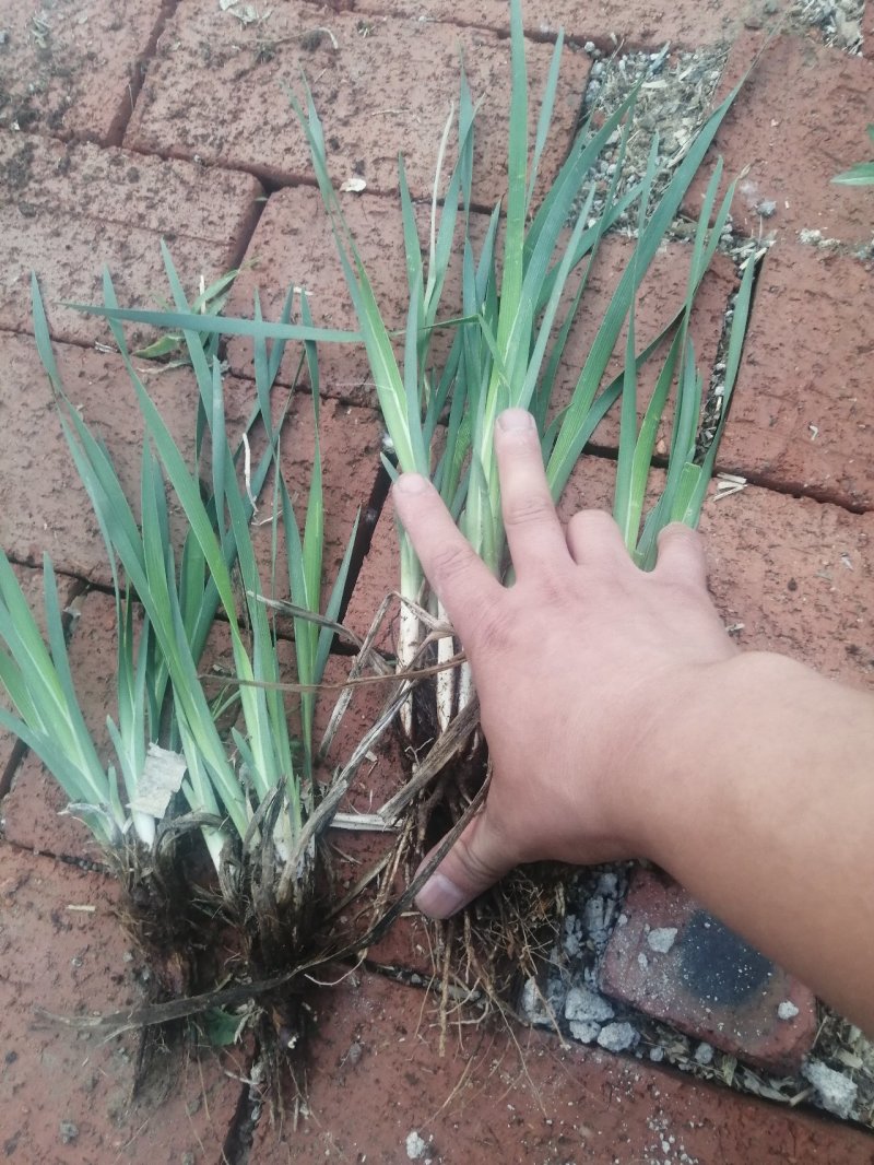 马莲花马蘭杯苗3--5芽产地现挖