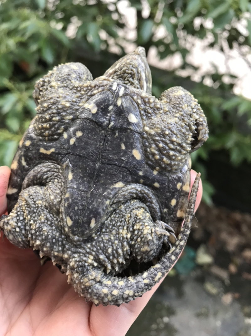 鳄龟批发