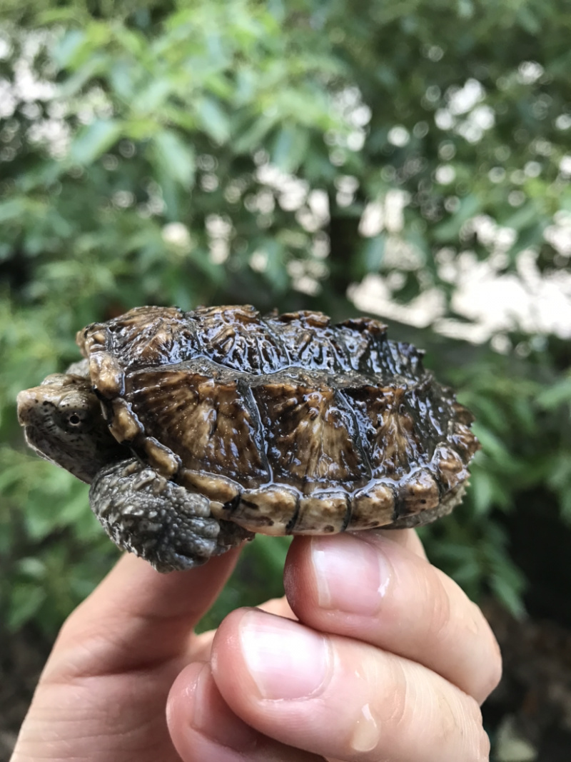 鳄龟批发