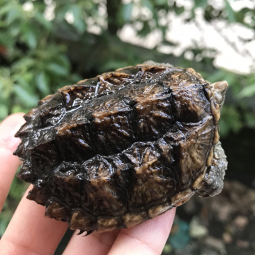 鳄龟批发