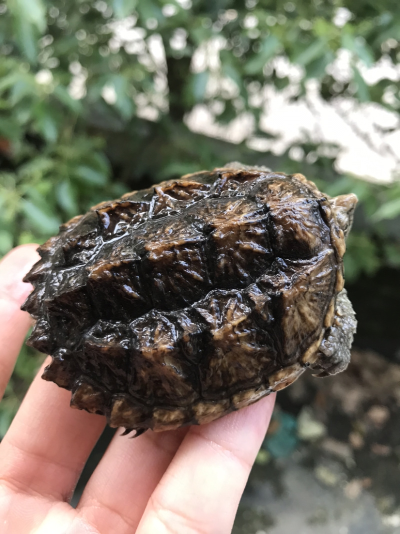 鳄龟批发
