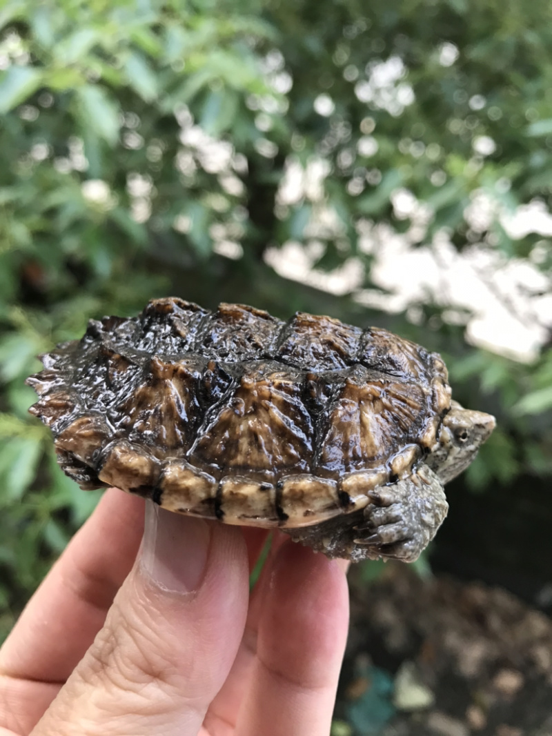 鳄龟批发