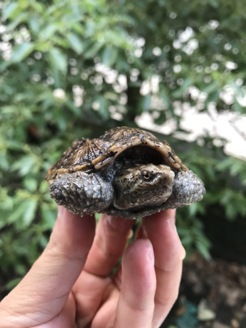 鳄龟批发